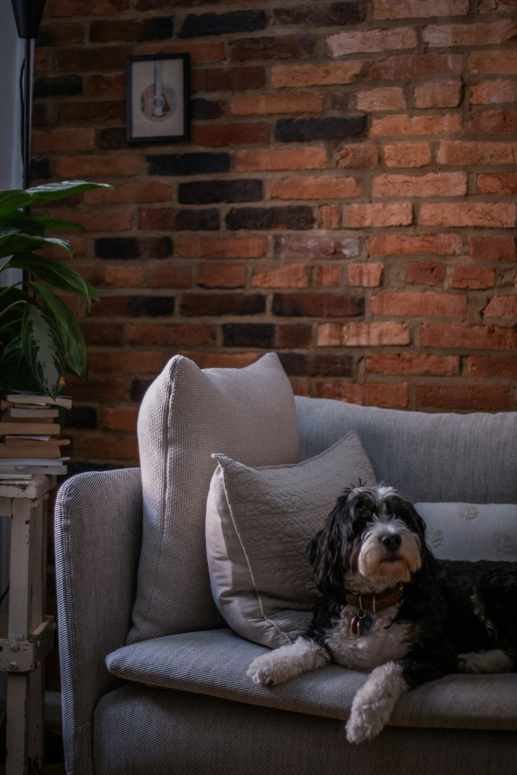 A small dog with a black and white coat lounges on a light-colored sofa, set against an exposed brick wall with a framed picture hanging. A potted plant sits on a side table to the left.