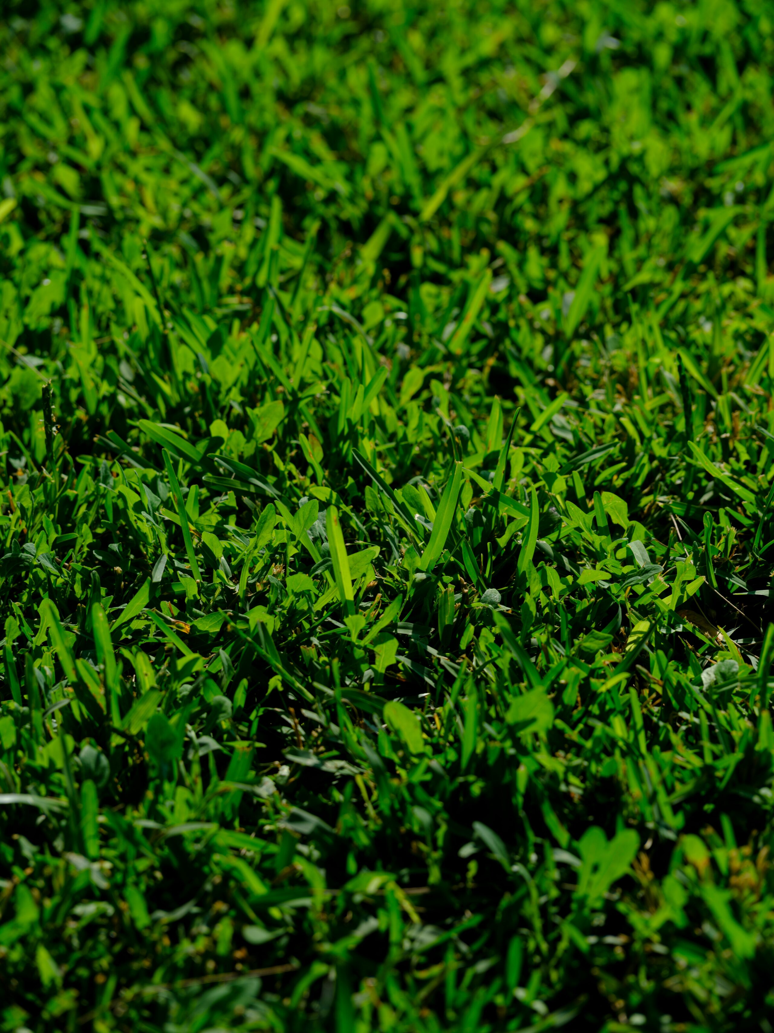 Close-up image of green grass blades growing densely together.