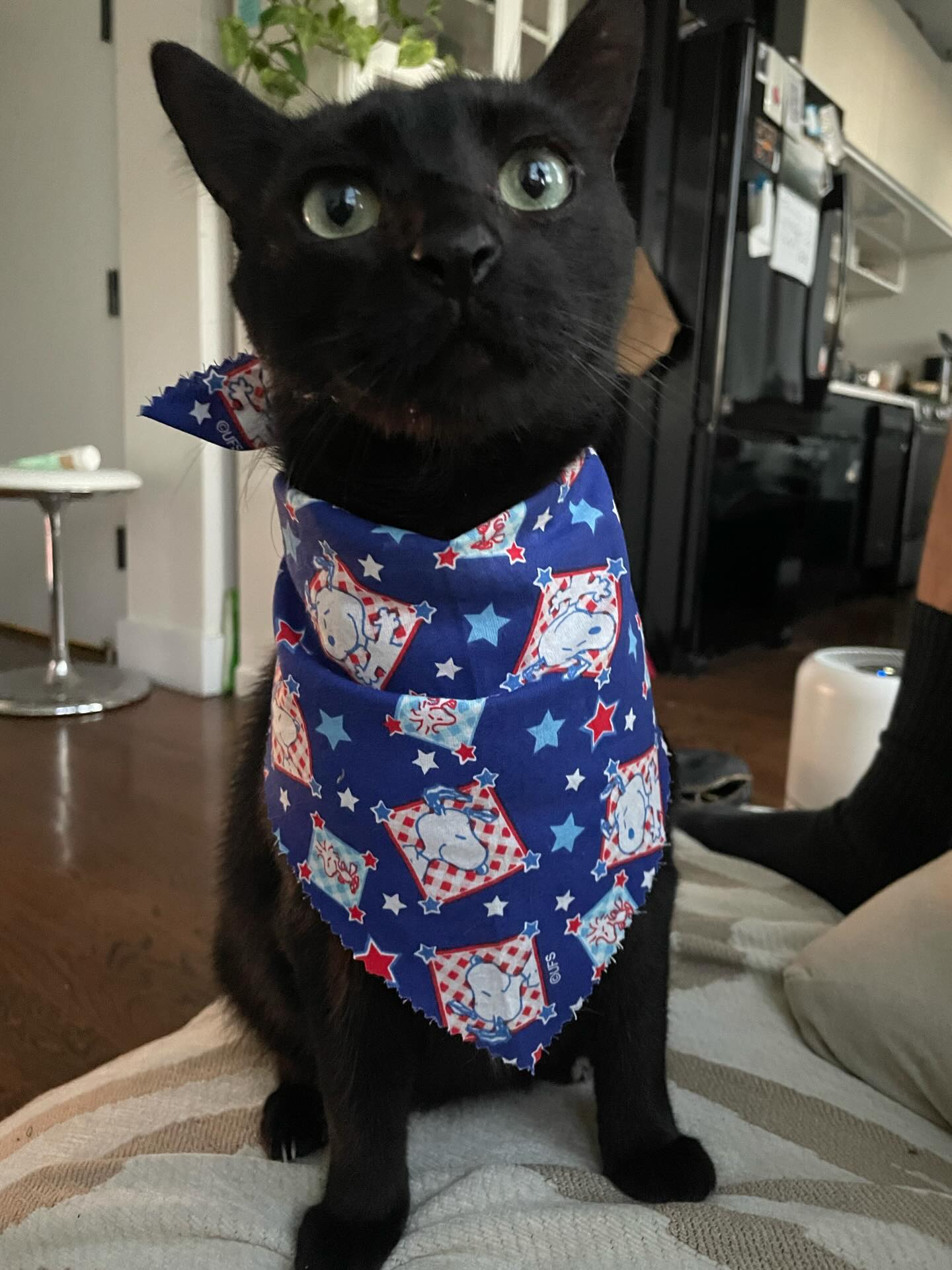 Black cat wearing a blue bandana with star and cartoon designs, sitting indoors.