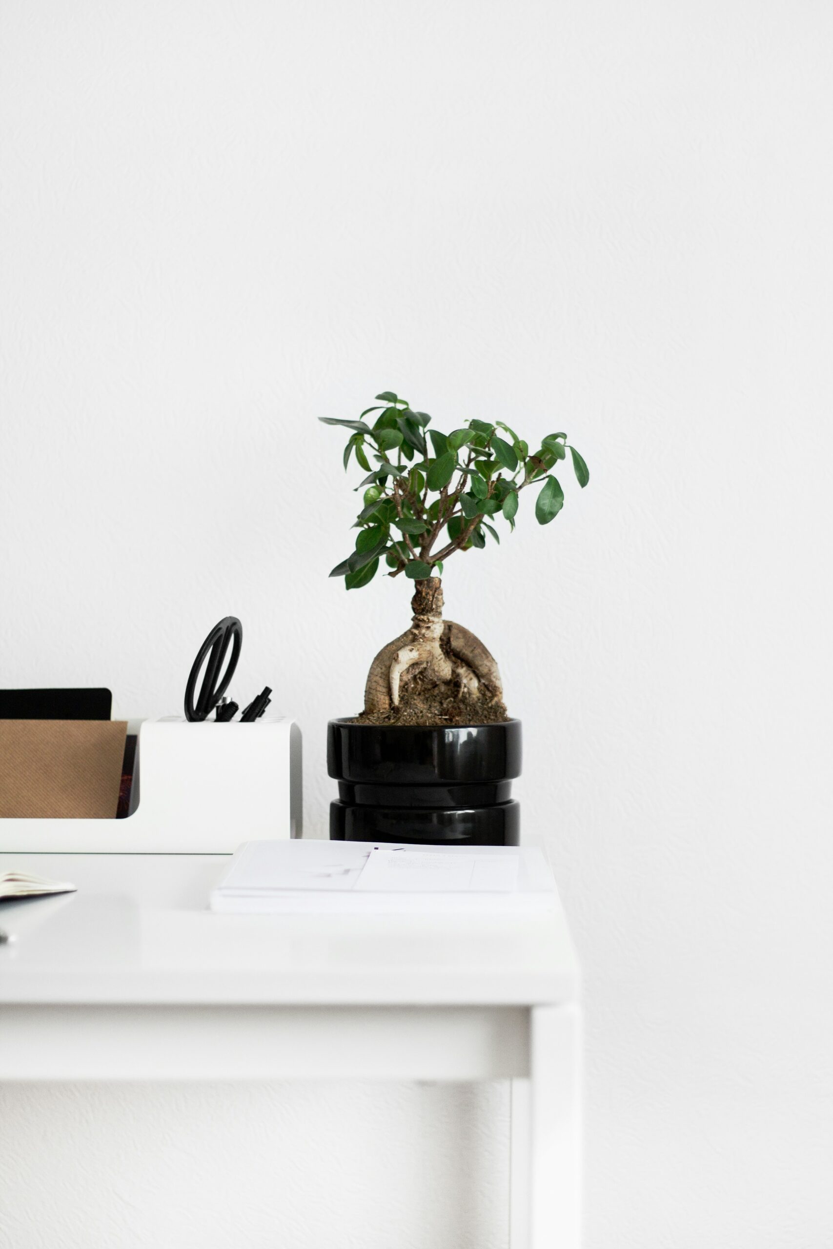 A small bonsai tree sits on a white desk beside office supplies in a minimalist space.