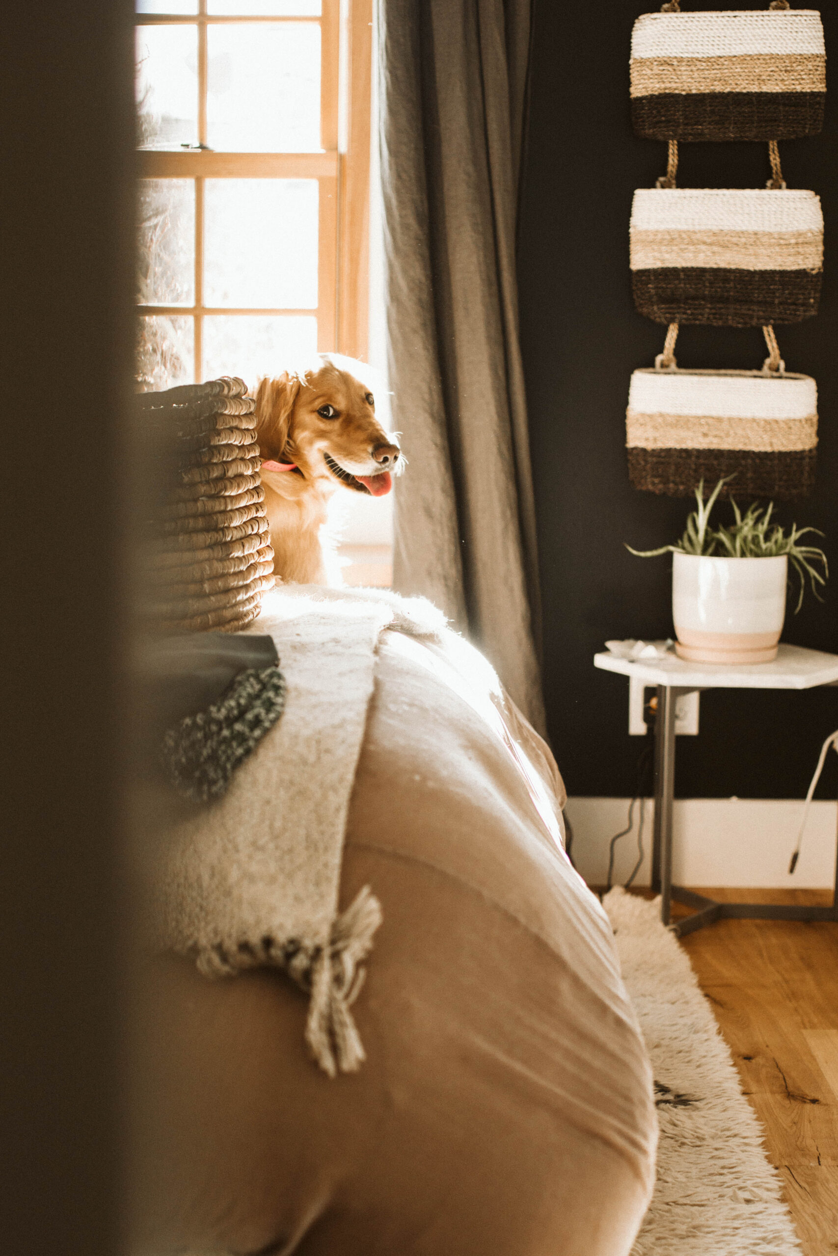 A dog sits on a bed near a window, with sunlight streaming in. A plant and woven baskets are in the background.